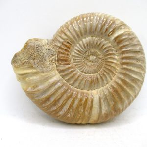 Perisphinctes Polished Ammonite from Madagascar #46