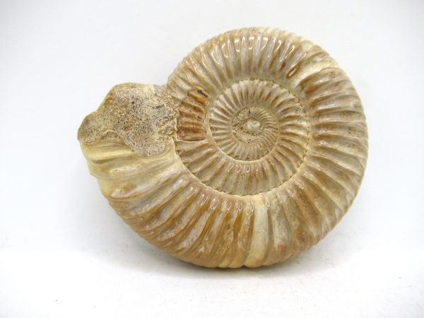 Perisphinctes Polished Ammonite from Madagascar #46