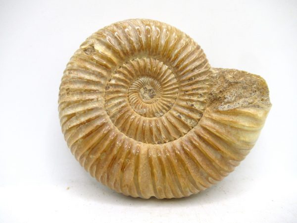 Perisphinctes Polished Ammonite from Madagascar #46 - Image 2