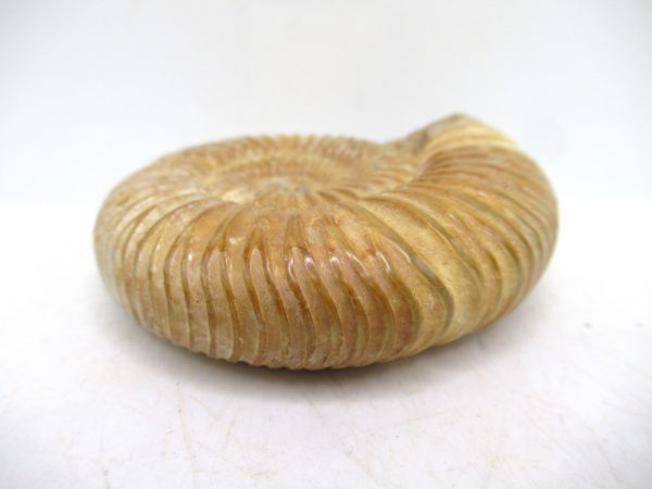 Perisphinctes Polished Ammonite from Madagascar #46 - Image 3