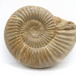 Perisphinctes Polished Ammonite from Madagascar #47