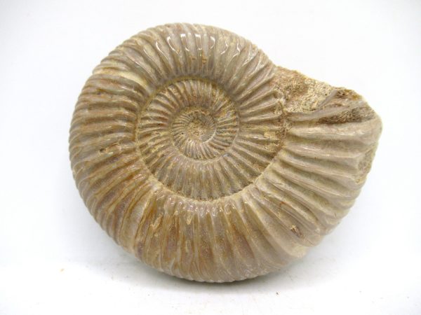 Perisphinctes Polished Ammonite from Madagascar #47