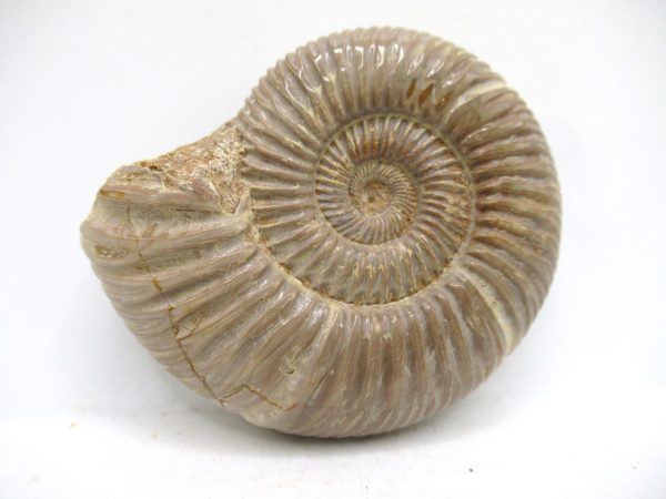 Perisphinctes Polished Ammonite from Madagascar #47 - Image 2