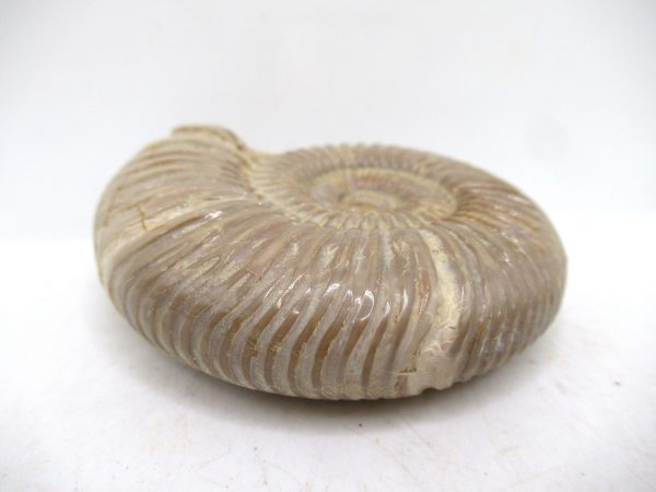 Perisphinctes Polished Ammonite from Madagascar #47 - Image 3