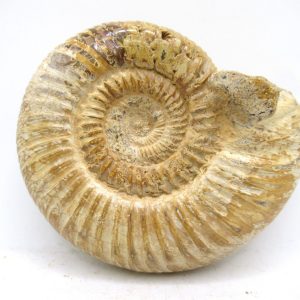 Perisphinctes Polished Ammonite from Madagascar #48
