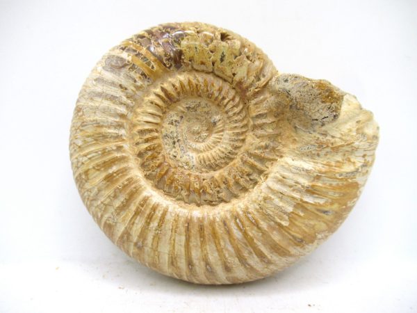 Perisphinctes Polished Ammonite from Madagascar #48
