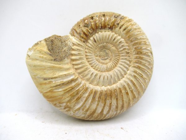 Perisphinctes Polished Ammonite from Madagascar #48 - Image 2
