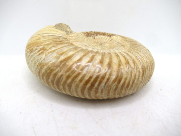 Perisphinctes Polished Ammonite from Madagascar #48 - Image 3