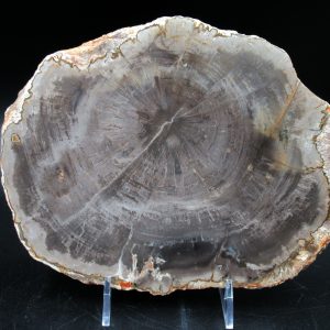 Madagascar Petrified Wood Triassic Age 7.63 inches #63
