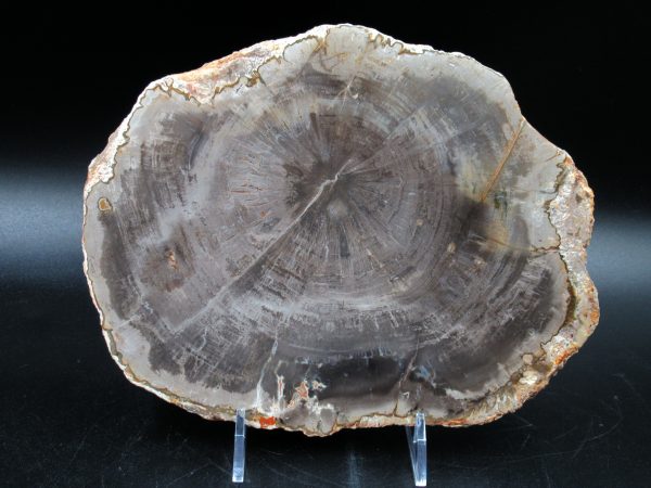 Madagascar Petrified Wood Triassic Age 7.63 inches #63