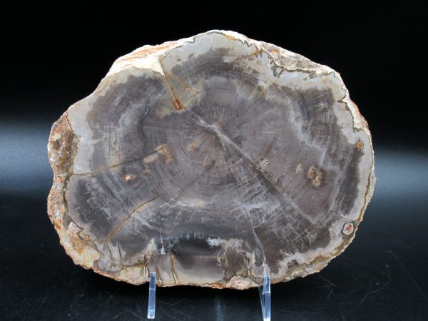Madagascar Petrified Wood Triassic Age 7.63 inches #63 - Image 2