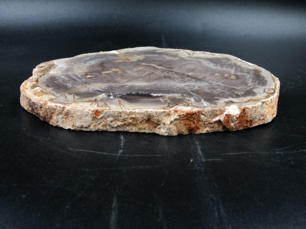 Madagascar Petrified Wood Triassic Age 7.63 inches #63 - Image 3