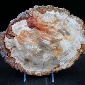 Madagascar Petrified Wood Triassic Age 9.39 inches #64