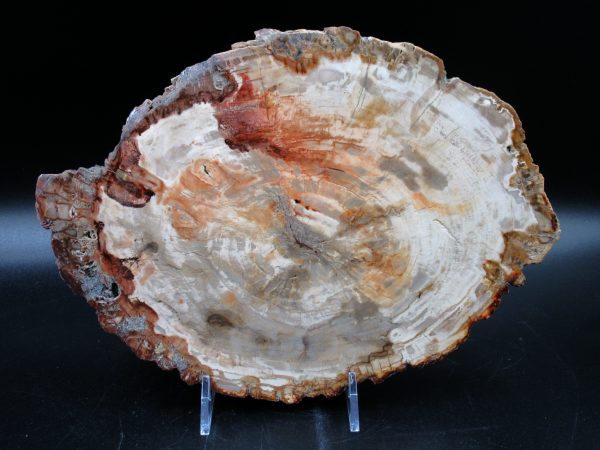 Madagascar Petrified Wood Triassic Age 9.39 inches #64
