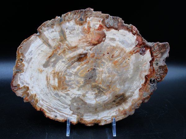 Madagascar Petrified Wood Triassic Age 9.39 inches #64 - Image 2