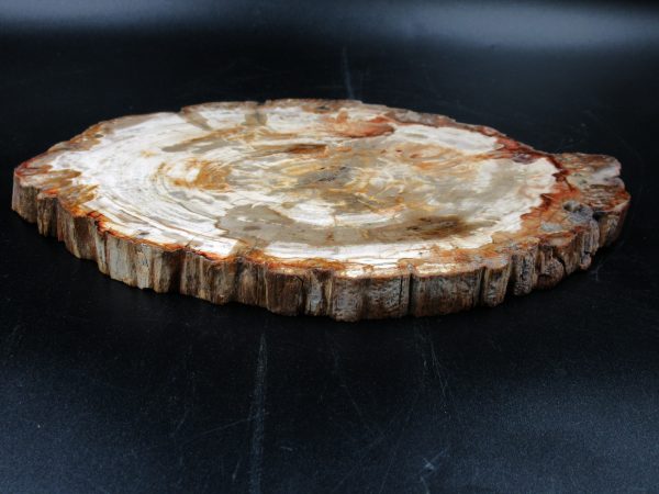 Madagascar Petrified Wood Triassic Age 9.39 inches #64 - Image 3