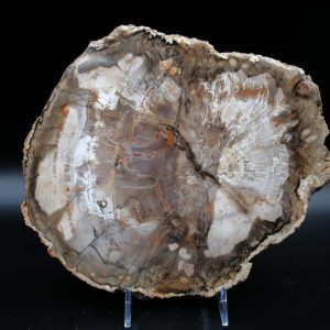 Madagascar Petrified Wood Triassic Age 8.92 inches #65