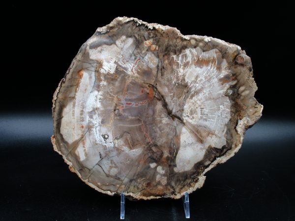 Madagascar Petrified Wood Triassic Age 8.92 inches #65