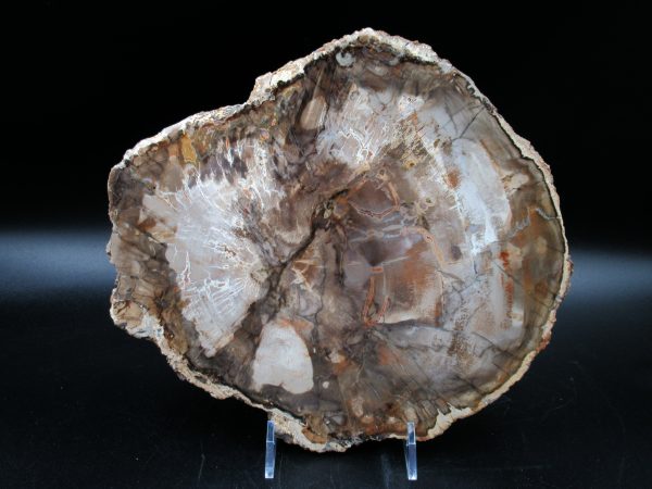 Madagascar Petrified Wood Triassic Age 8.92 inches #65 - Image 2