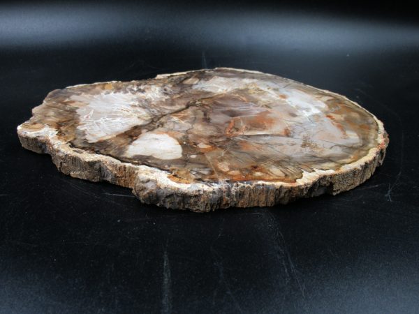 Madagascar Petrified Wood Triassic Age 8.92 inches #65 - Image 3