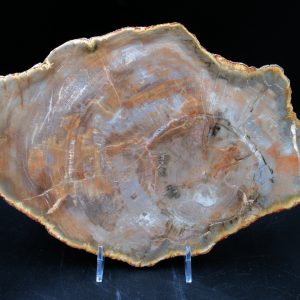 Madagascar Petrified Wood Triassic Age 10.17 inches #66