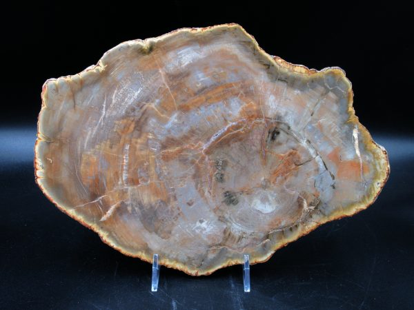Madagascar Petrified Wood Triassic Age 10.17 inches #66