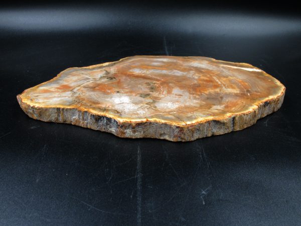 Madagascar Petrified Wood Triassic Age 10.17 inches #66 - Image 3