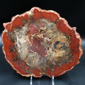 Madagascar Petrified Wood Triassic Age 9.88 inches #67