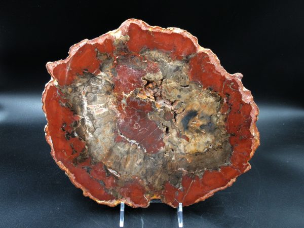 Madagascar Petrified Wood Triassic Age 9.88 inches #67