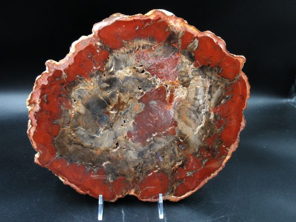 Madagascar Petrified Wood Triassic Age 9.88 inches #67 - Image 2