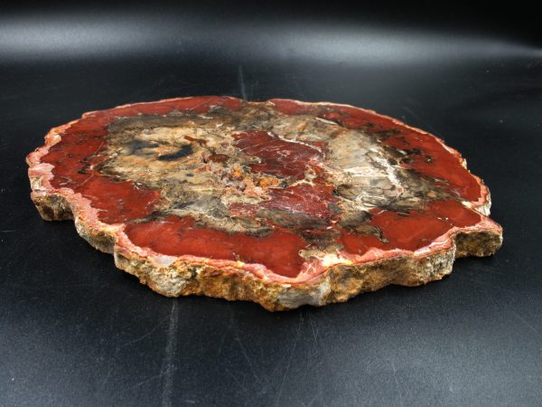 Madagascar Petrified Wood Triassic Age 9.88 inches #67 - Image 3