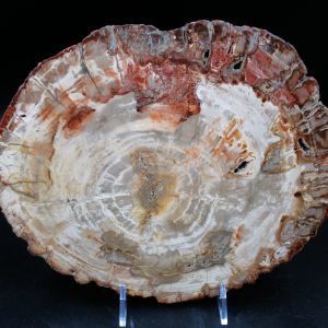 Madagascar Petrified Wood Triassic Age 8.89 inches #68