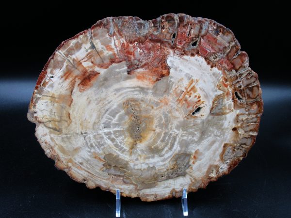 Madagascar Petrified Wood Triassic Age 8.89 inches #68