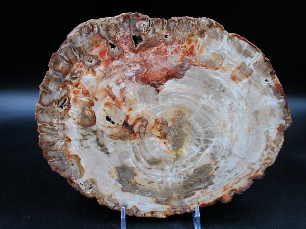 Madagascar Petrified Wood Triassic Age 8.89 inches #68 - Image 2
