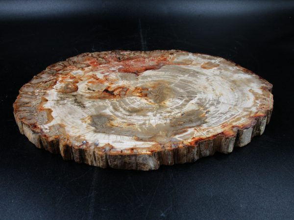 Madagascar Petrified Wood Triassic Age 8.89 inches #68 - Image 3