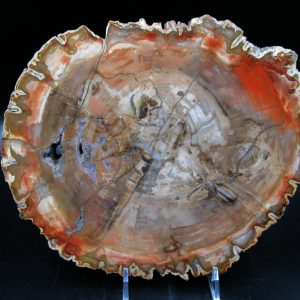 Madagascar Petrified Wood Triassic Age 8.94 inches #69