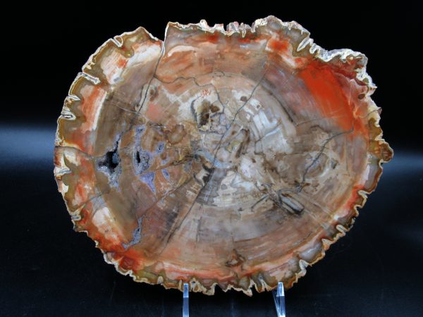 Madagascar Petrified Wood Triassic Age 8.94 inches #69