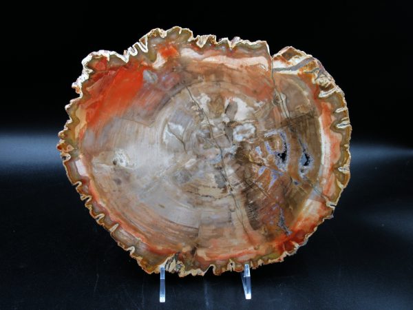 Madagascar Petrified Wood Triassic Age 8.94 inches #69 - Image 3