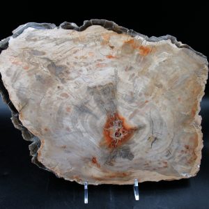 Madagascar Petrified Wood Triassic Age 11.84 inches #70