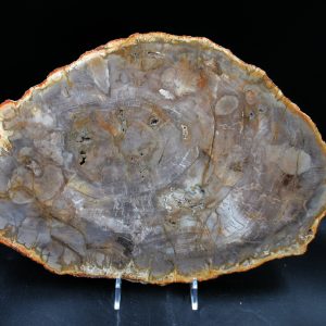 Madagascar Petrified Wood Triassic Age 11.82 inches #71