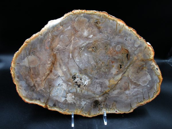 Madagascar Petrified Wood Triassic Age 11.82 inches #71 - Image 2