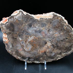 Madagascar Petrified Wood Triassic Age 10.36 inches #72