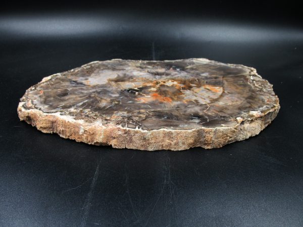 Madagascar Petrified Wood Triassic Age 10.36 inches #72 - Image 3