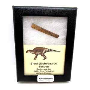 Brachylophosaurus Dinosaur Fossilized Tendon #1