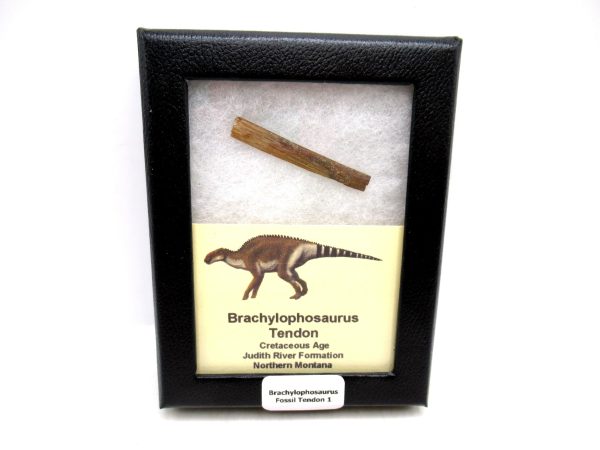 Brachylophosaurus Dinosaur Fossilized Tendon #1