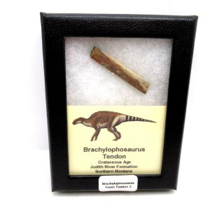 Brachylophosaurus Dinosaur Fossilized Tendon #2