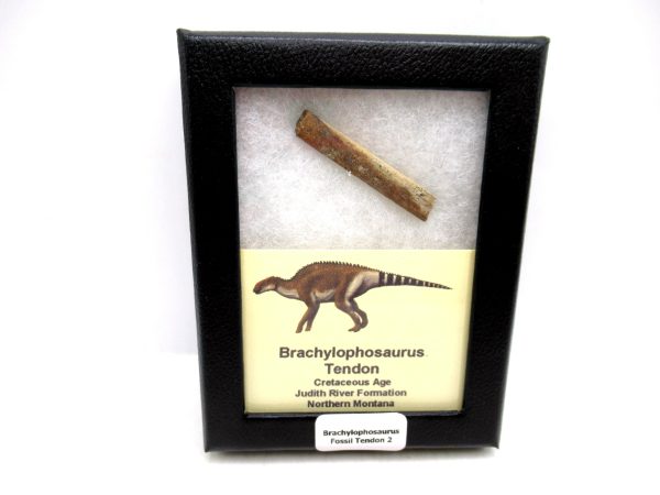 Brachylophosaurus Dinosaur Fossilized Tendon #2