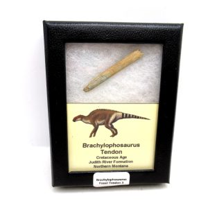 Brachylophosaurus Dinosaur Fossilized Tendon #3
