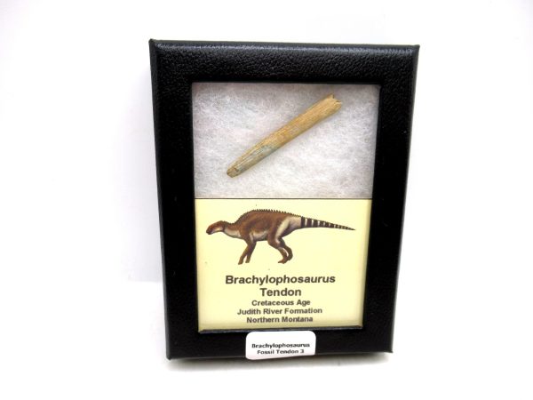Brachylophosaurus Dinosaur Fossilized Tendon #3