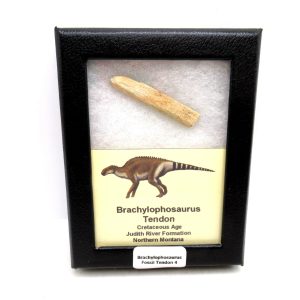 Brachylophosaurus Dinosaur Fossilized Tendon #4